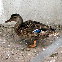 Wildente