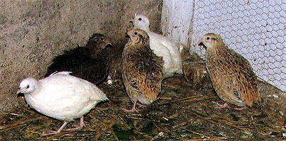 Perlh&uuml;hner