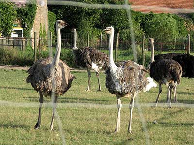 Straußen- und Wildgeflgelhof