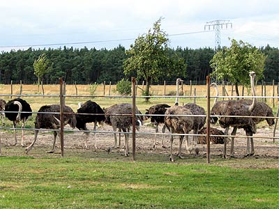 Strau&szlig;en- und Wildgefl�gelhof
