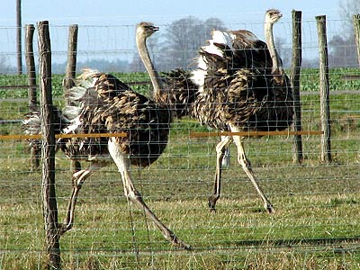 Straußen- und Wildgeflgelhof