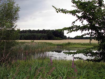 Teich bei Neuhof