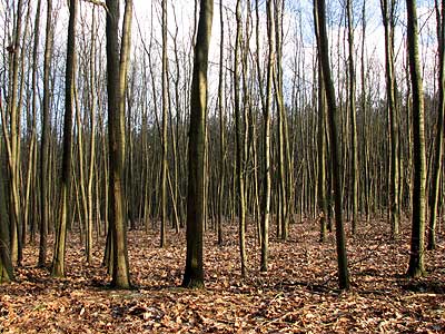 Wald bei Neuhof