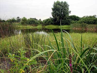 Teich bei Neuhof